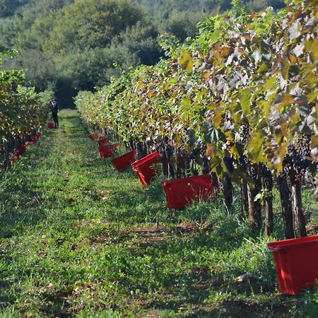 Villa Olivetta By Istrian Country Houses Barat  Екстер'єр фото
